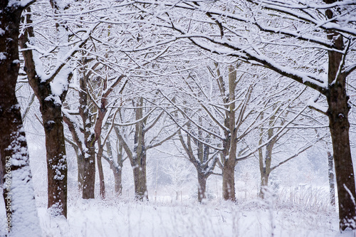 Snow covered trees in woodland, Leicestershire, England, UK.