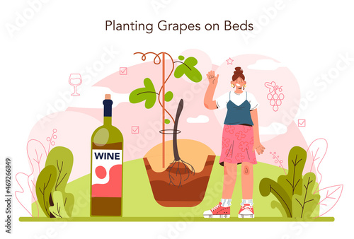 Wine production concept. Grape tree selection and cultivation.