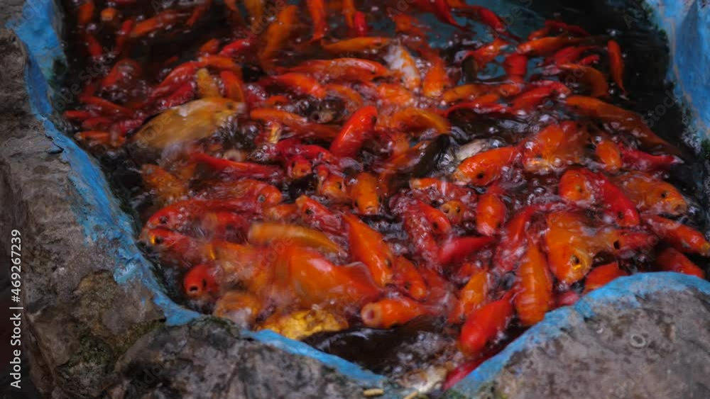 Cyprus Paphos huge number of bright gold and red koi fish in a aquarium in the patio Cyprus Paphos huge number of bright gold and red koi fish in a aquarium in the patio