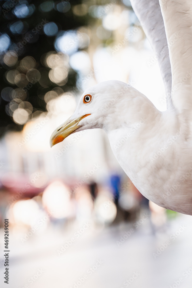Obraz premium White seagul bird with big winspread close-up.