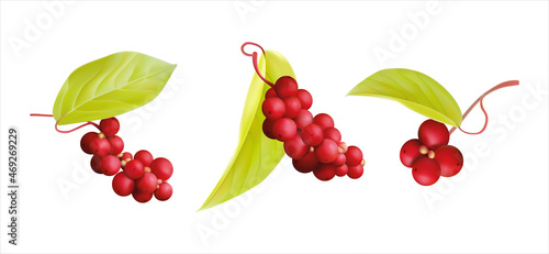 schizandra berry, magnolia-vine, five-flavor-fruit, magnolia berry, berries isolated on white with fresh juicy leaves. Cranberries realistic 3d vector illustration set Healthy plant extract energetic 
