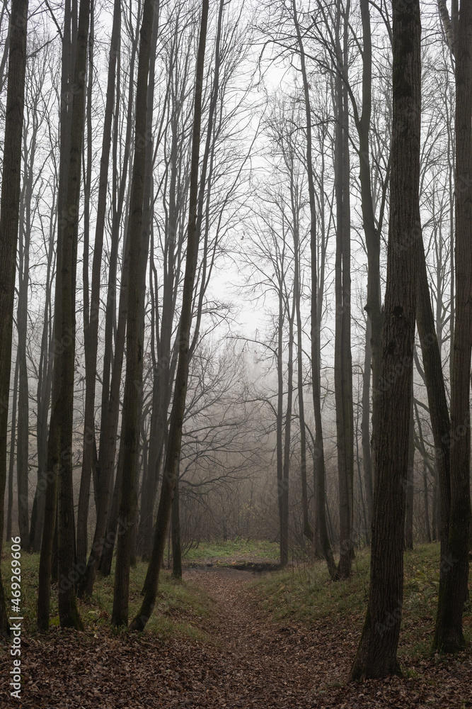 footpath in the woods, foggy autumn forest, calmness, mystery footpath in the woods, foggy autumn forest, calmness, mystery
