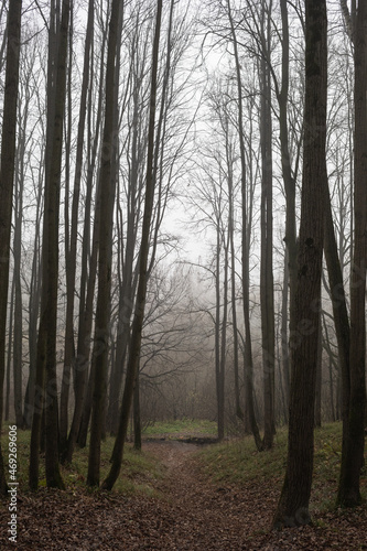 footpath in the woods, foggy autumn forest, calmness, mystery 