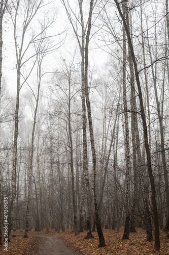 forest in the fog