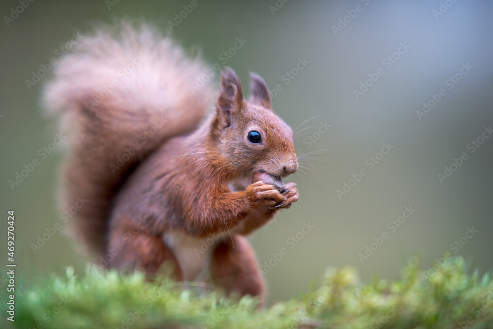 Eurasian red squirrel (Sciurus vulgaris) feeding outdoors Eurasian red squirrel (Sciurus vulgaris) feeding outdoors