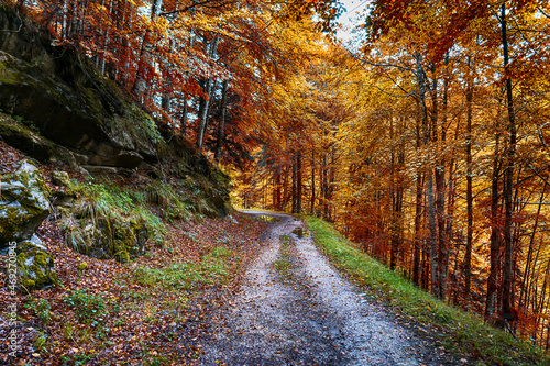 Amazing Autumn forest scenery. Irati forest in Navarra. Spain photo