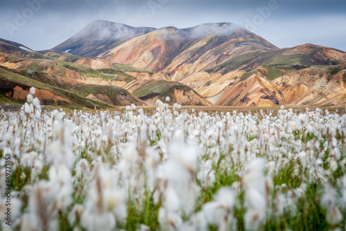 Landmannalaugar area in Iceland famous for its colorful mountains and cotton grass fields.