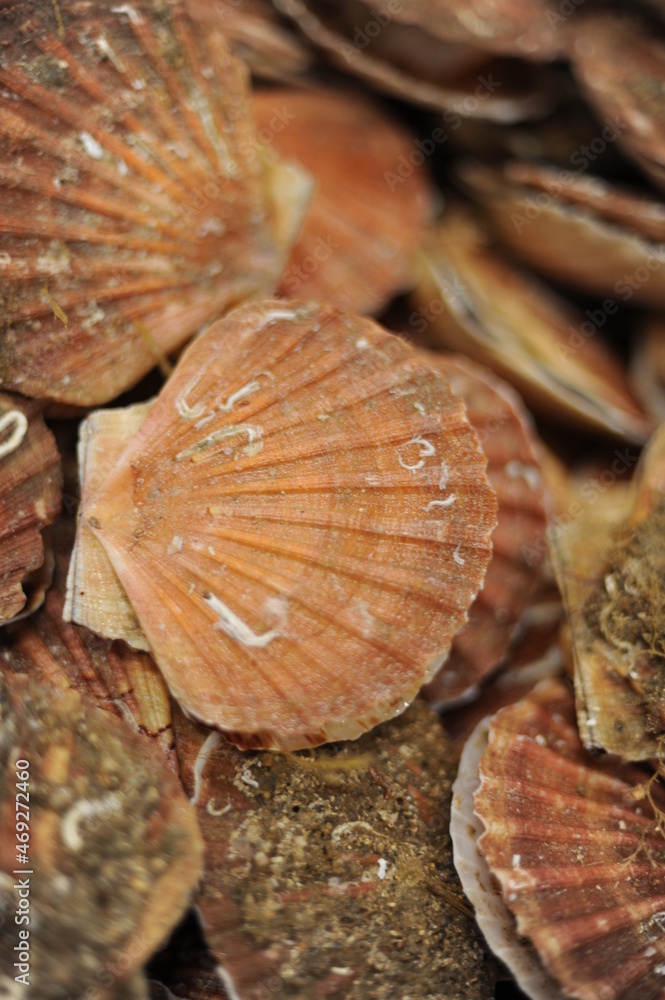 Fresh scallops in shells, seafood, fruit de mer, hotate, St James shell, pecten maximus,mollusks mollusca in a market Fresh scallops in shells, seafood, fruit de mer, hotate, St James shell, pecten maximus,mollusks mollusca in a market