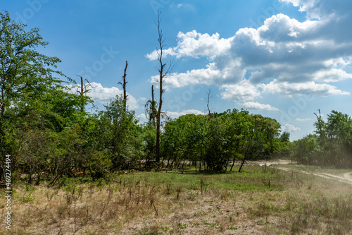 Different views from Caraorman forest,  Danube Delta area,  Romania,  in a summer sunny day