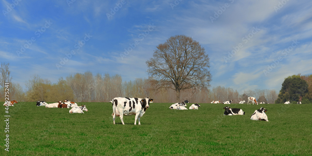 Fototapeta premium Cattle of cows in the meadow in Flanders