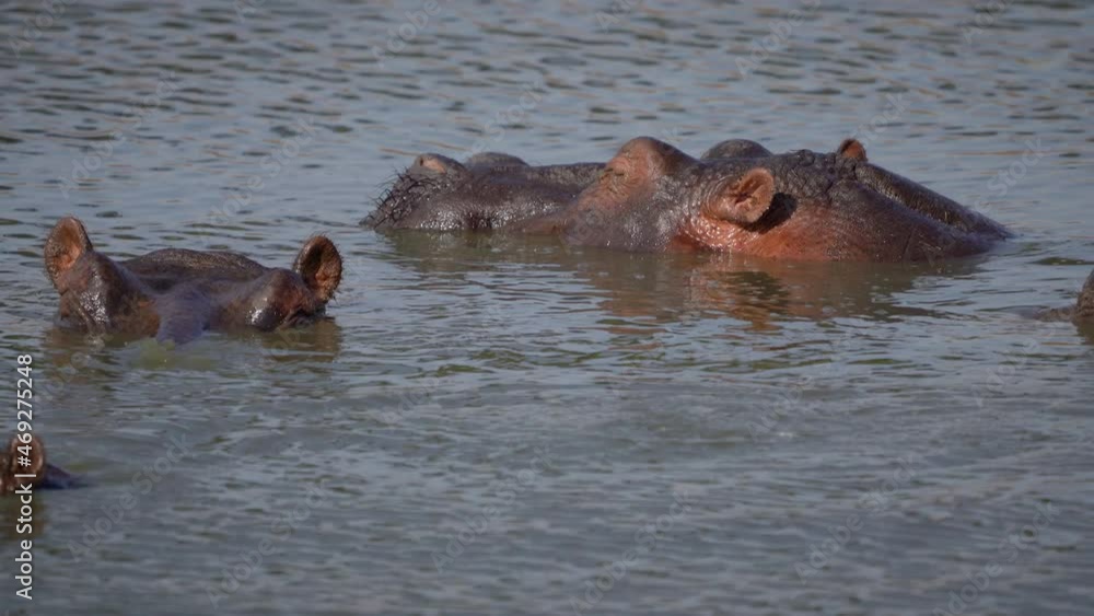 A few hippos submerged in waterhole; only eyes, ears and nostrils visible A few hippos submerged in waterhole; only eyes, ears and nostrils visible