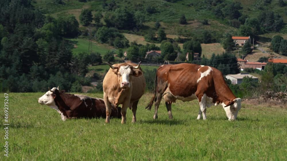 Domestic Dairy Cattles Grazinf On Pasture With Green Grass During Summer In Langogne. - wide shot Domestic Dairy Cattles Grazinf On Pasture With Green Grass During Summer In Langogne. - wide shot