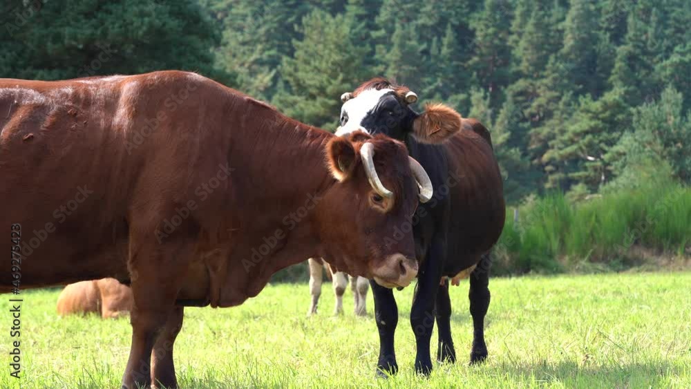 Calf Licking Coat Of An Adult Brown Cattle Standing In The Rural Field. - static Calf Licking Coat Of An Adult Brown Cattle Standing In The Rural Field. - static