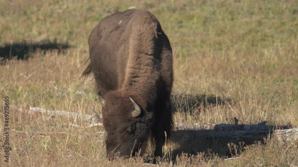 Bull Bison Grazing in Pasture of Yellowstone National Park USA. American Buffalo in Natural Habitat on Sunny Day Bull Bison Grazing in Pasture of Yellowstone National Park USA. American Buffalo in Natural Habitat on Sunny Day