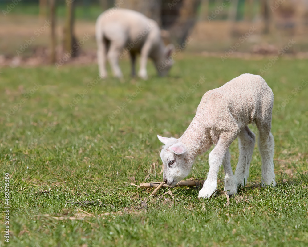 Two white lambs in the meadow grazing Two white lambs in the meadow grazing