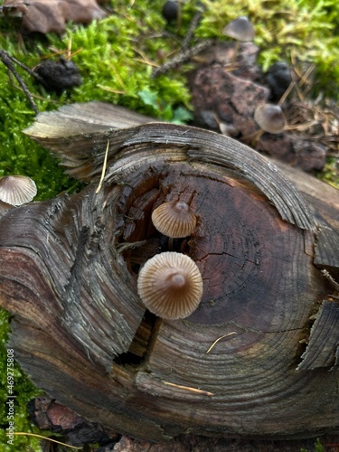 Mushroom © Janet