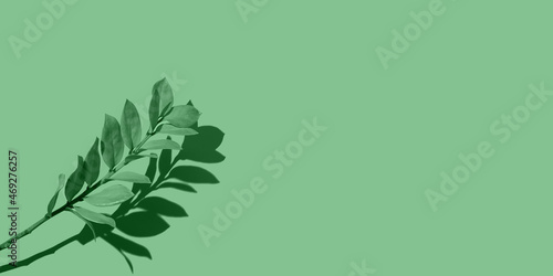 Natural background frame from branches. Green plants with shadow copy space. Fresh background for cosmetics and beauty. Branch. Pastel tone, soft focus