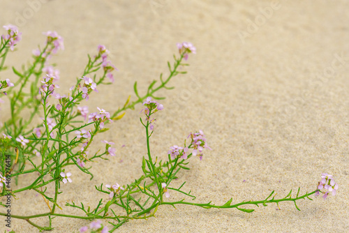 Pink flowers grow on the sandy shore.