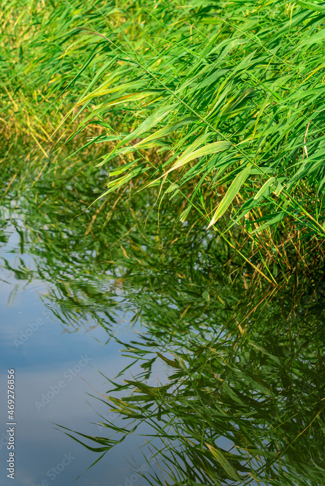 The tall grass growing by the pond bent over the water. The tall grass growing by the pond bent over the water.