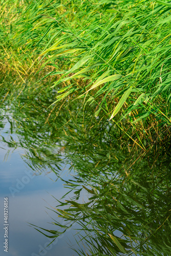 The tall grass growing by the pond bent over the water.