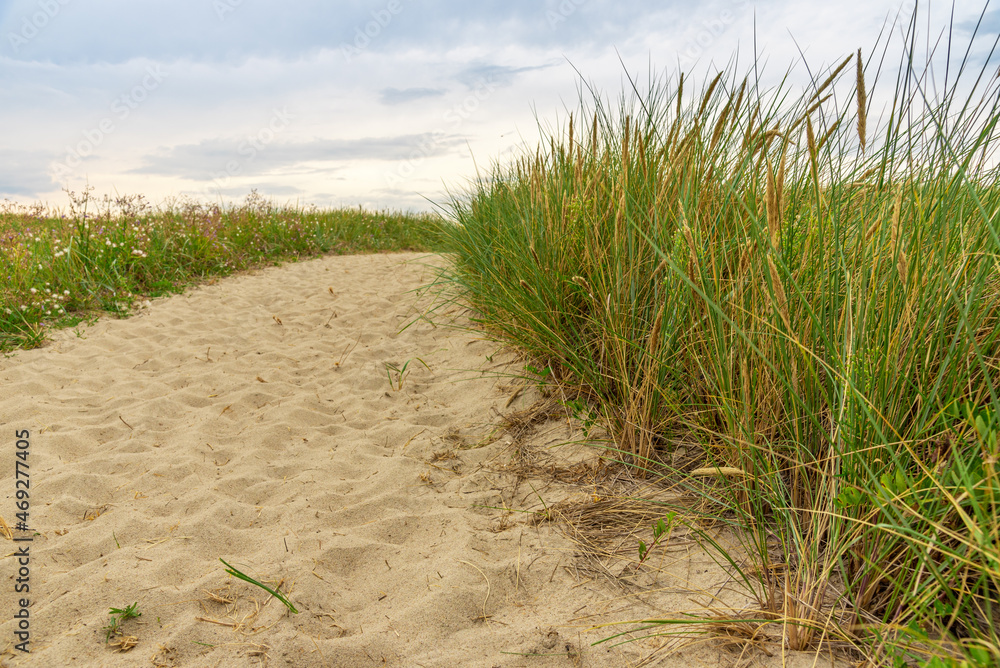 A sandy path among the grass leading to the seashore. A sandy path among the grass leading to the seashore.