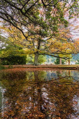 ニュージーランド クイーンズタウンのワカティプ湖の岬にある植物園、クイーンズタウン・ガーデンズの紅葉の落ち葉でいっぱいになった池と色づいた木々