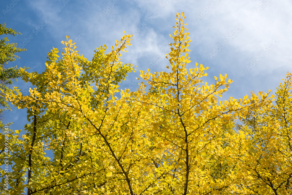 tree crowns of yellow leaved gingko trees and blue sky with clouds