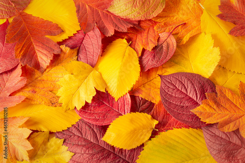 Close-up shot of an autumn colorful foliage