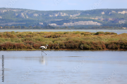 Wallpaper Mural wild bird Torontodigital.ca