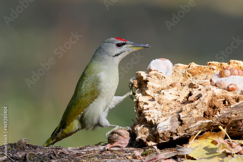 Male gray-headed woodpecker (Picus canus) close-up sits on a log next to a feeder with bacon and nuts photo