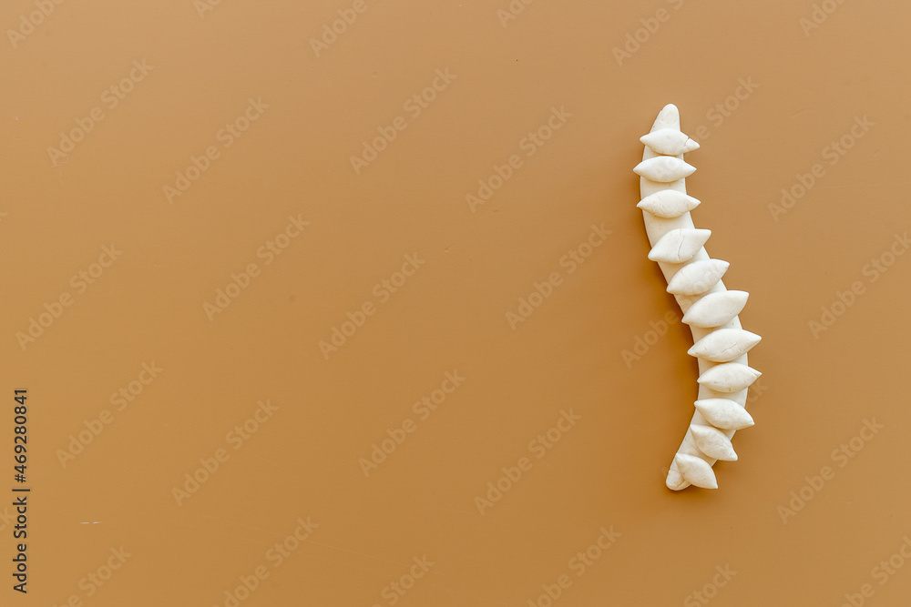 Anatomical human spine skeleton model. Spinal health and diseases concept