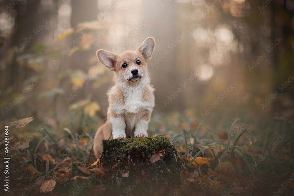 The Pembroke Welsh Corgi puppy in forest The Pembroke Welsh Corgi puppy in forest