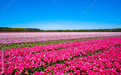 Wallpaper Mural Vibrant rows of pink flowers bloom across a flat Dutch field under a crisp blue sky in springtime Torontodigital.ca