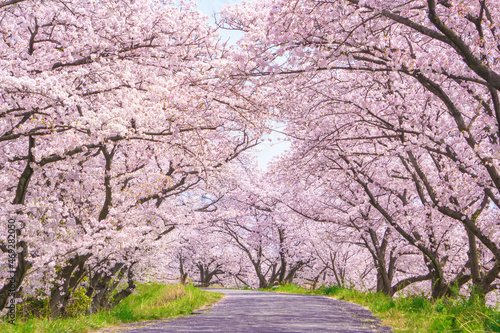 Fotobehang 満開の桜並木