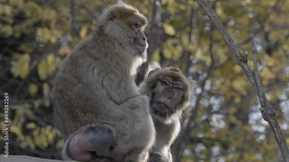Two Cute Monkeys Sitting On The Rock And Enjoying Beautiful Autumn Day Two Cute Monkeys Sitting On The Rock And Enjoying Beautiful Autumn Day