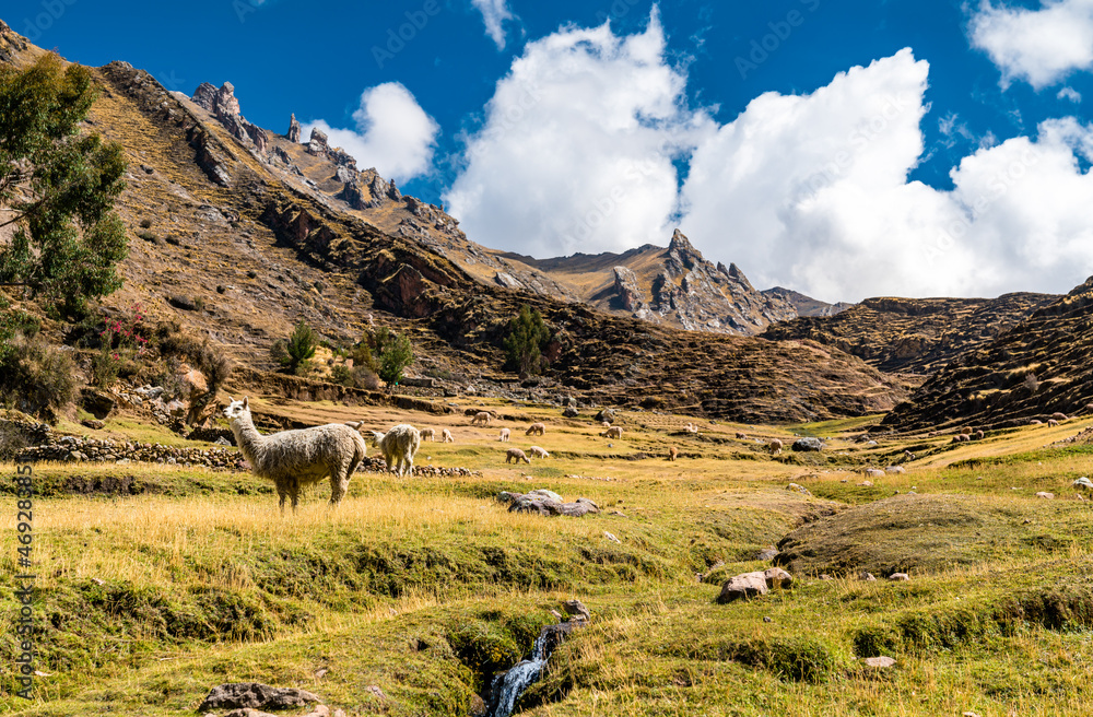 Alpacas at Palccoyo rainbow mountains in Cusco region of Peru