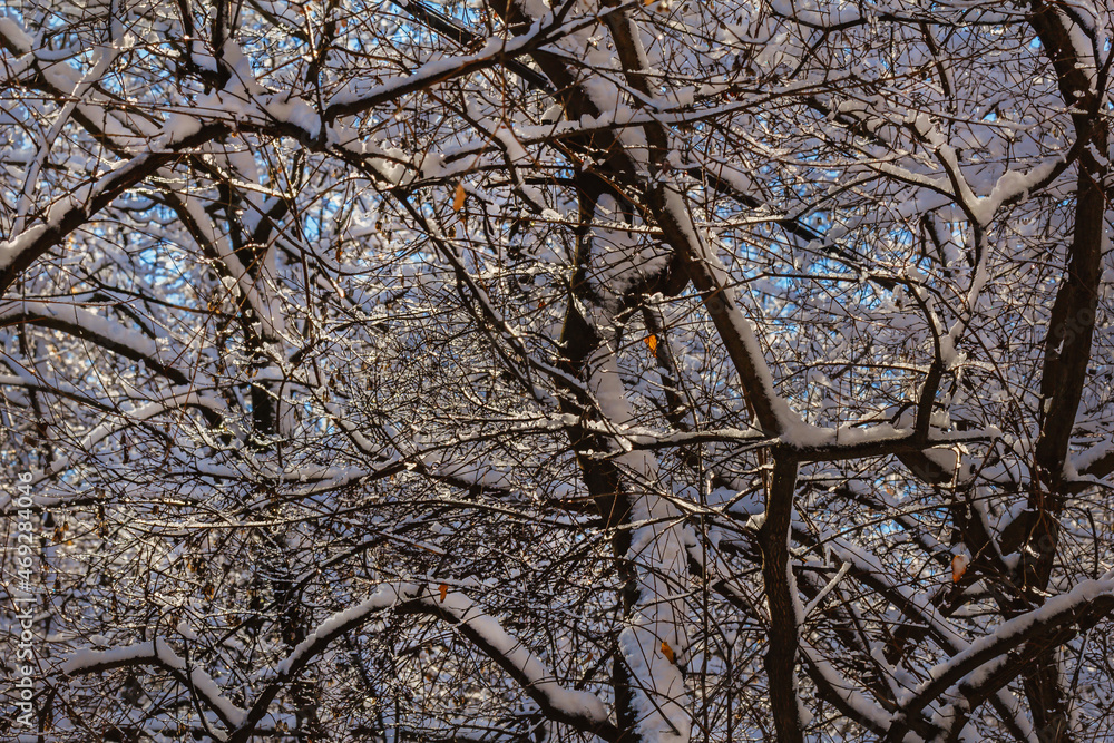 Sun shackles snow-covered branches of trees Sun shackles snow-covered branches of trees