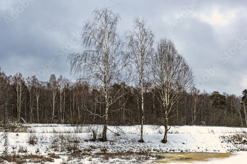 Wallpaper Mural Birches in real winter landscape Torontodigital.ca