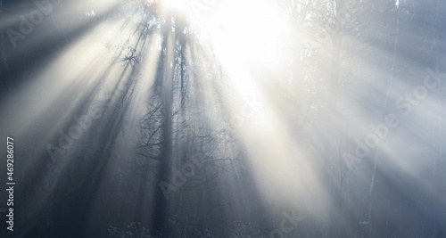 Sunbeams shine through bare trees in a dark gray winter forest. Light rays. Mystical, mysterious, fantasy, fairytale view. Atmospheric nature background 