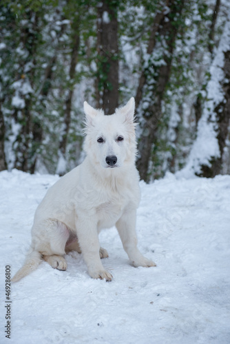 A small puppy of a white Swiss shepherd sits in the snow in the forest