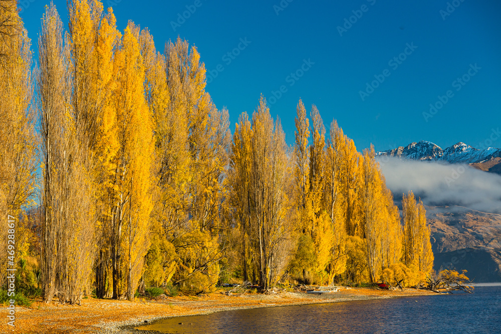ニュージーランド　オタゴ地方のワナカ湖の湖畔の風景と紅葉で黄色に染まった木々