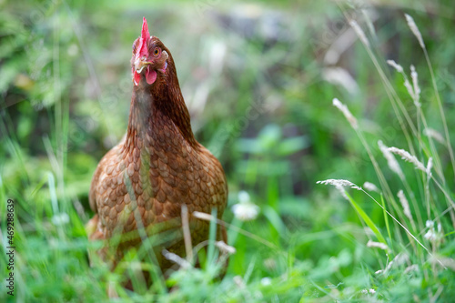Free ranging chicken at a smallholding, England, UK.