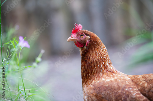 Free ranging chicken at a smallholding, England, UK.