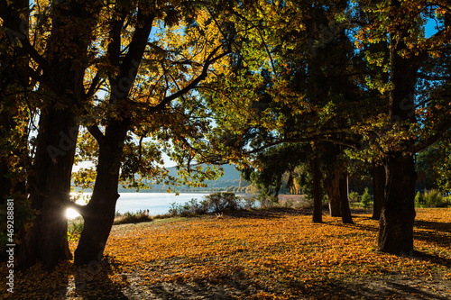 ニュージーランド　秋のオタゴ地方のワナカ湖の湖畔の紅葉で黄色に染まった木々