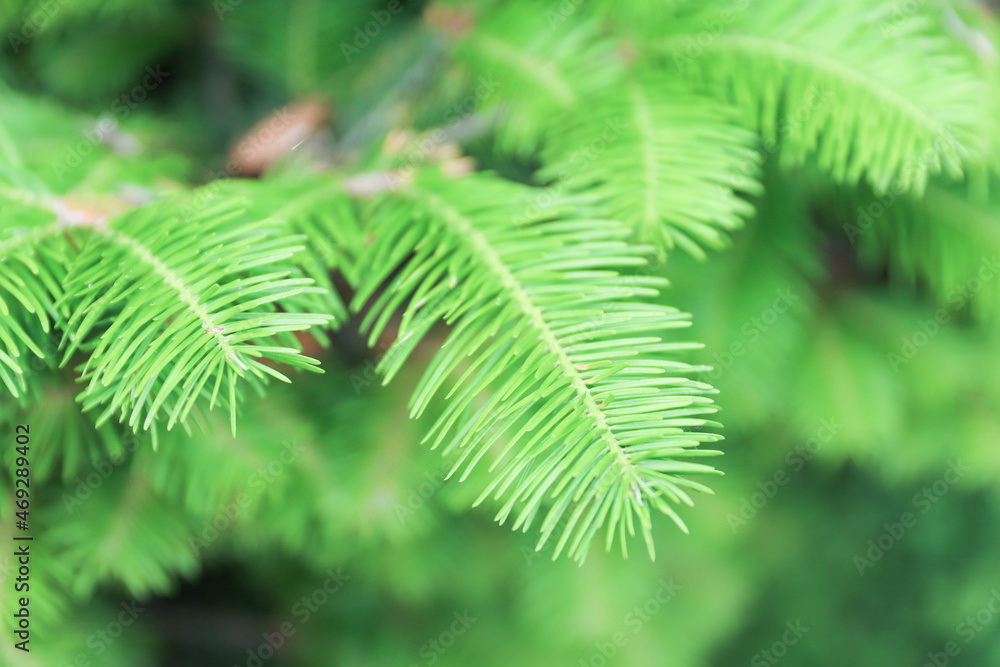 green prickly branches of fir-tree or pine close up green prickly branches of fir-tree or pine close up