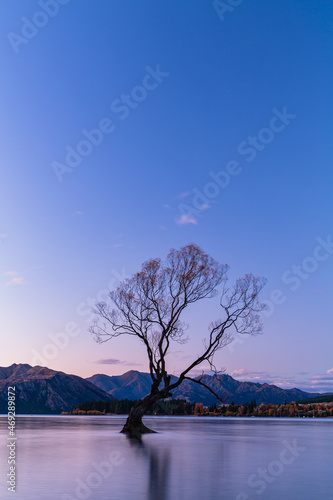 ニュージーランド オタゴ地方の夕暮れ時のワナカ湖内に立つワナカ・ツリー