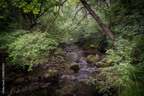 Woodland stream, Yorkshire, England, UK. © Ed