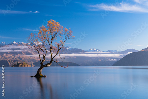 ニュージーランド オタゴ地方の早朝のワナカ湖の湖内に立つワナカ・ツリーと後ろに見える南アルプス山脈