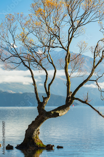 ニュージーランド　オタゴ地方のワナカ湖の湖内に立つワナカ・ツリー © pespiero