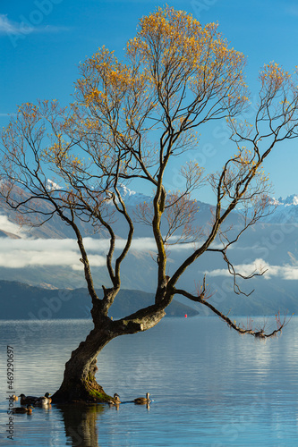 ニュージーランド オタゴ地方のワナカ湖の湖内に立つワナカ・ツリー